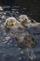 Captive Two Sea Otters Holding Paws Fine Art Print by Tom Soucek