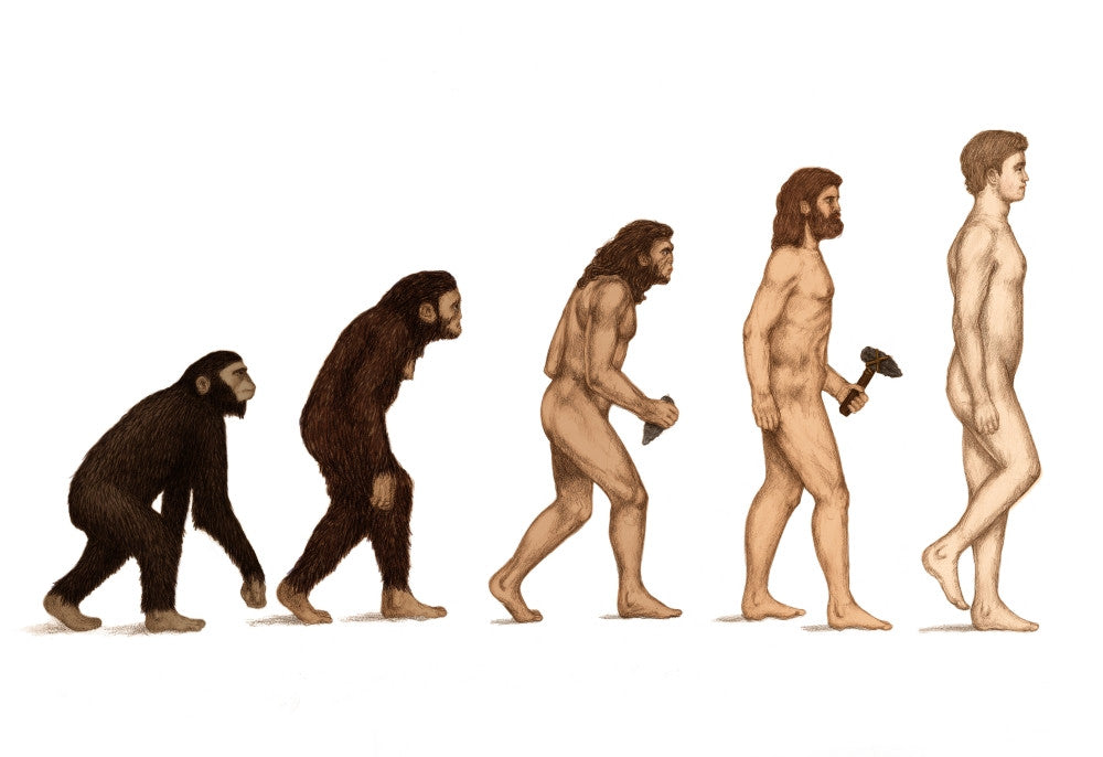 Human Evolution Fine Art Print by Spencer Sutton | Science Source