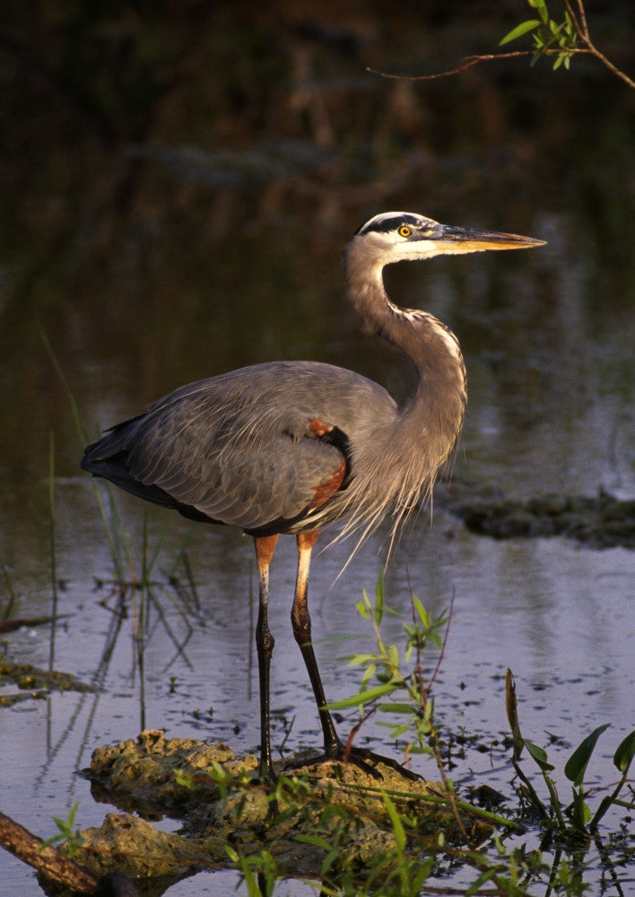 Great Blue Heron Fine Art Print - Available in Multiple Sizes