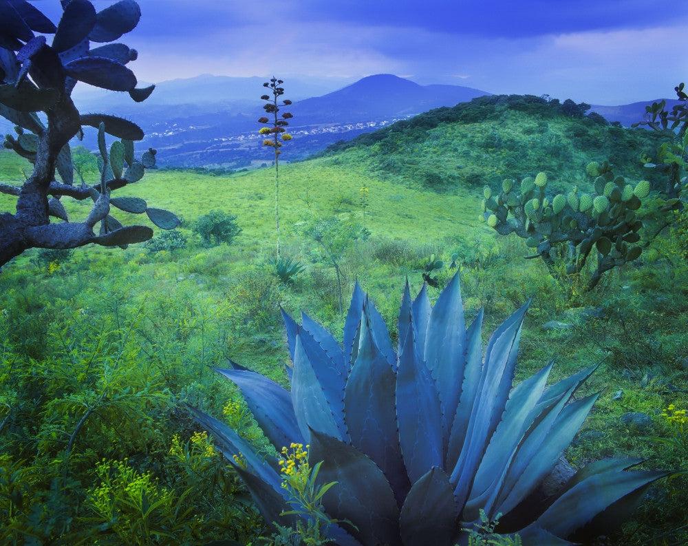 Agave Plant Fine Art Print on Lush Landscape by 770 Productions