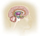 Sagittal View of Human Brain Limbic System Fine Art Print by TriFocal Communications