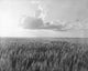 Oklahoma Wheat Field Fine Art Print by Dorothea Lange - 1937