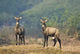Two Nilgai in Forest - Keoladeo National Park Poster Print by Panoramic Images