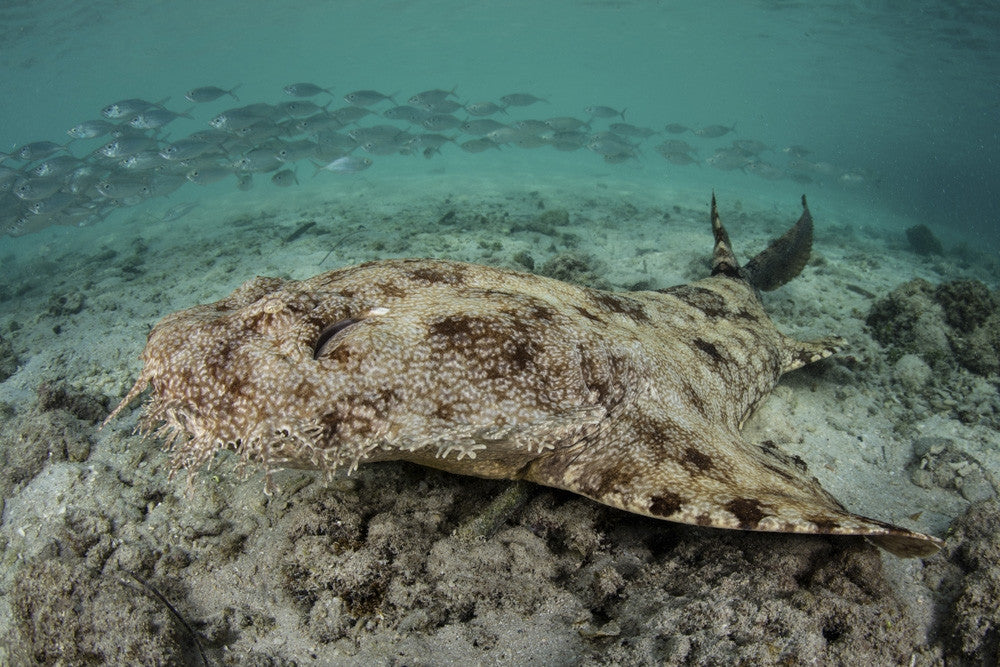 Tasseled Wobbegong Shark Fine Art Print by Ethan Daniels