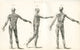 Anatomical Study of Human Muscle Fine Art Print - Vintage 1890