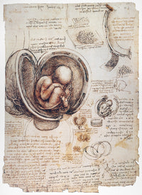 Human Fetus Fine Art Print by Leonardo da Vinci | Posterazzi