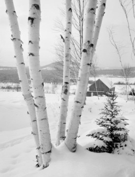 USA New Hampshire Lancaster Winter Landscape with Birch Tree Poster Print