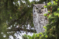 Great Horned Owl Fine Art Print - Saskatchewan, Canada