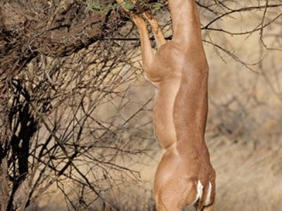 Antelope