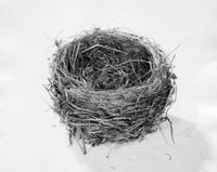 High Angle View of an Empty Bird's Nest Fine Art Print