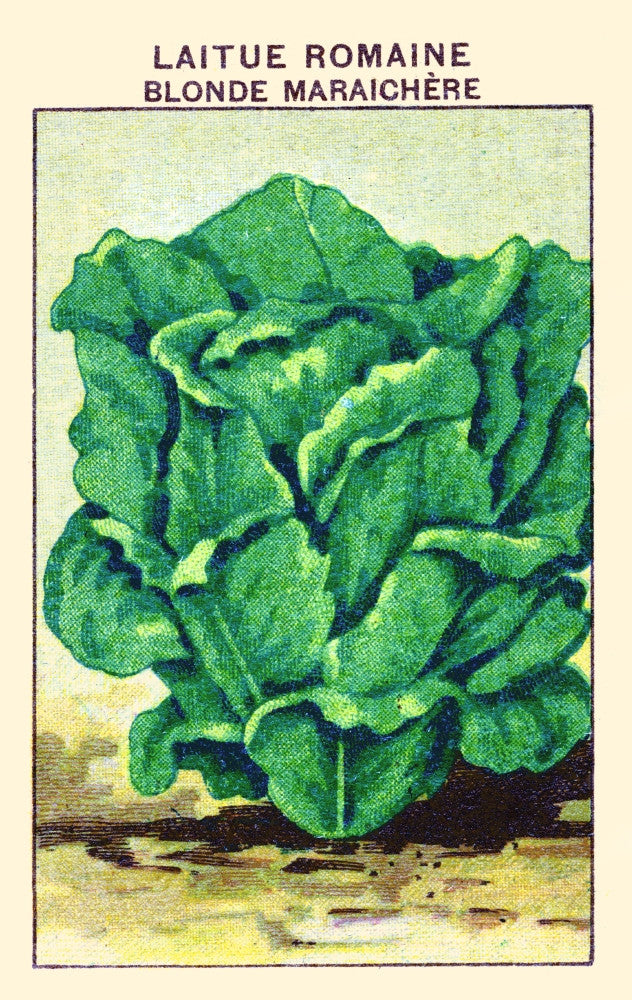 Blond Romaine Lettuce Fine Art Print - Available in Multiple Sizes