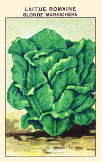 Blond Romaine Lettuce Fine Art Print - Available in Multiple Sizes