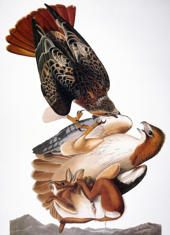 Audubon Red-Tailed Hawk Fine Art Print - Birds of America