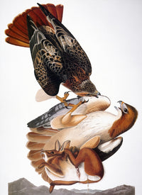 Audubon Red-Tailed Hawk Fine Art Print - Birds of America