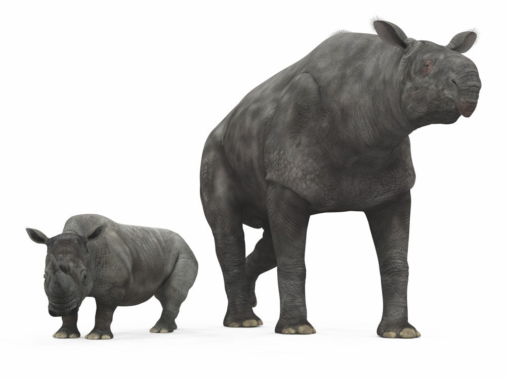 Paraceratherium vs. White Rhinoceros Fine Art Print