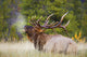 Stunning Bull Elk Fine Art Print - Multiple Sizes Available