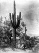 Saguaro Fruit Gatherers Fine Art Print by Edward S. Curtis