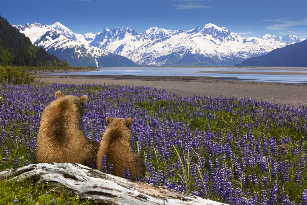 Grizzly Sow & Cub in Lupine - Fine Art Print by Composite Image