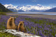 Grizzly Sow & Cub in Lupine - Fine Art Print by Composite Image