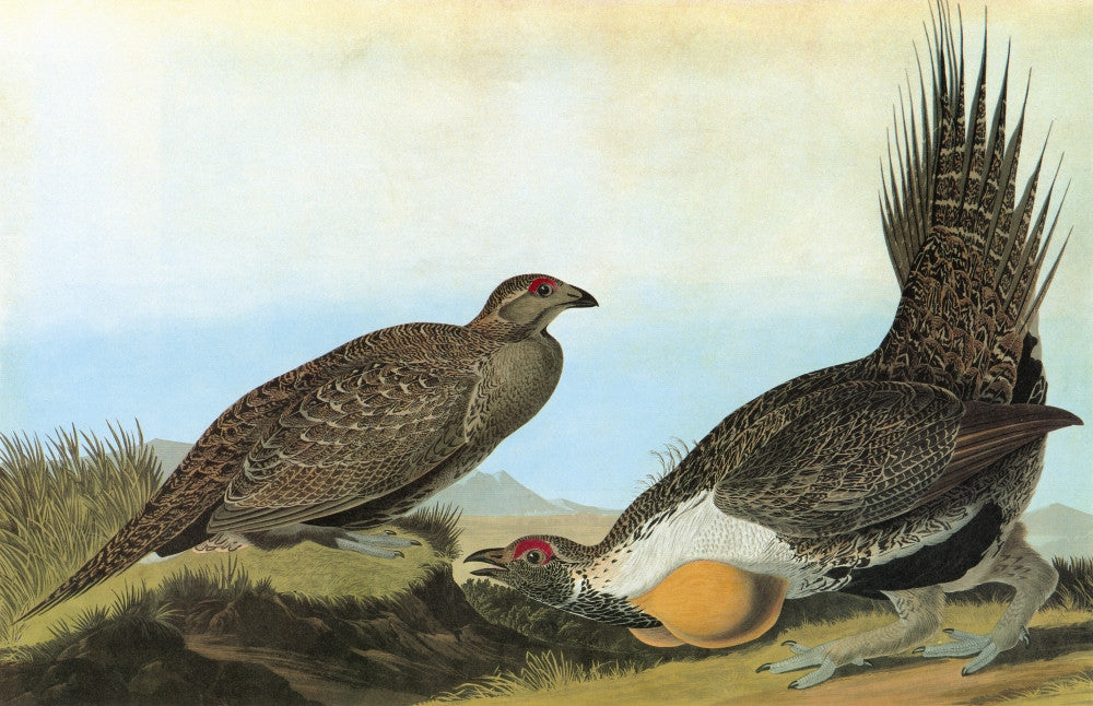 Audubon Greater Sage Grouse Fine Art Print - Engraving by Granger Collection