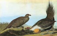 Audubon Greater Sage Grouse Fine Art Print - Engraving by Granger Collection