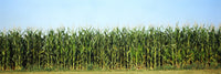 Corn Crop in a Field, Wisconsin Fine Art Print by Panoramic Images