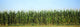 Corn Crop in a Field, Wisconsin Fine Art Print by Panoramic Images