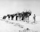 Gaza Strip 1957: Camel Convoy Planting Mimosa Seedlings Fine Art Print