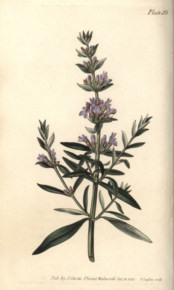 Hyssop, Hyssopus Officinalis Fine Art Print by Florilegius