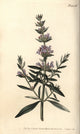 Hyssop, Hyssopus Officinalis Fine Art Print by Florilegius