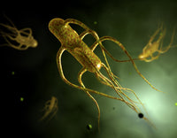 Conceptual Salmonella Typhi Image Fine Art Print - Item # VARPSTSTK700726H