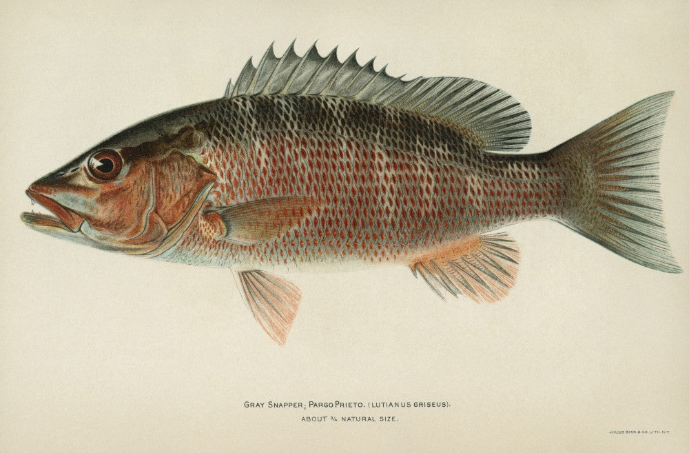 Gray Snapper Fine Art Print - Lithograph by Julius Bien & Co.