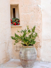 Potted Plants Outside the Sassi Houses Fine Art Print by Julie Eggers
