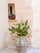 Potted Plants Outside the Sassi Houses Fine Art Print by Julie Eggers