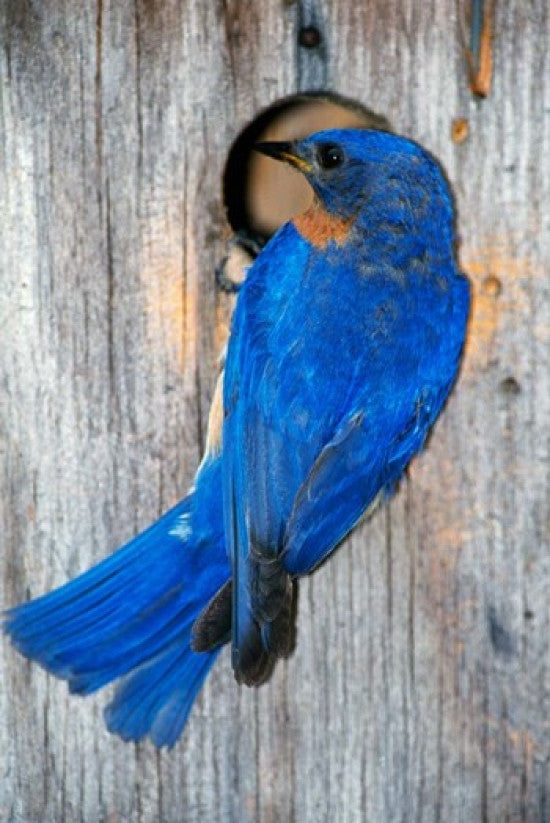 Male Eastern Bluebird Photo Print by Panoramic Images - 12x18