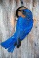 Male Eastern Bluebird Photo Print by Panoramic Images - 12x18