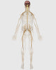 Medical Illustration of Peripheral Nervous System Poster Print