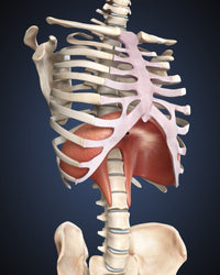 Visualization of Human Diaphragm Fine Art Print