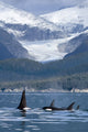 Orca Whales In Juneau Passage Art Print - Alaska Landscape