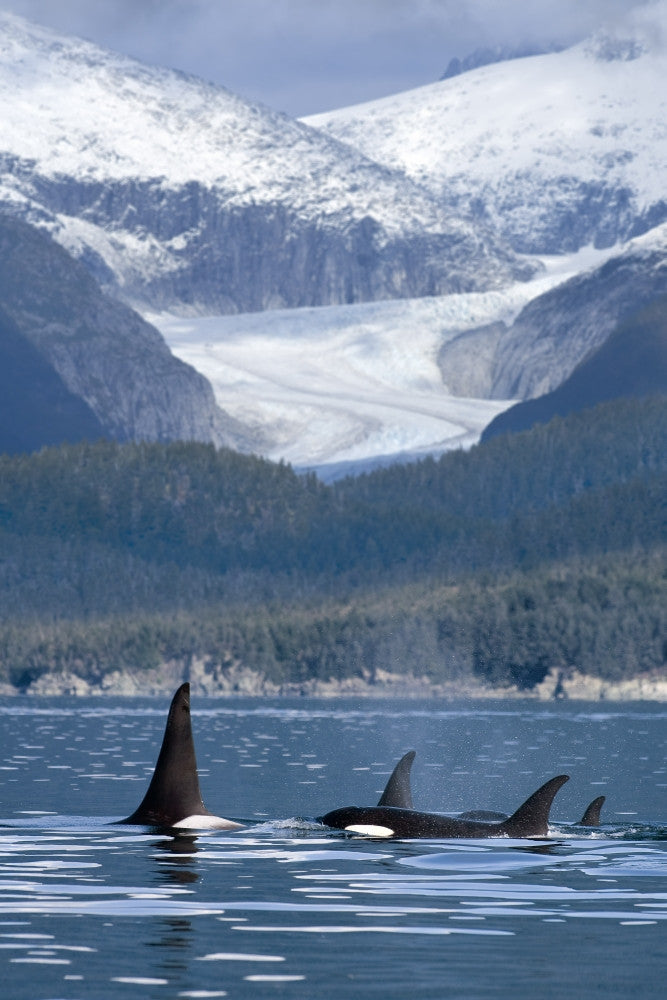 Orca Whales In Juneau Passage Art Print - Alaska Landscape