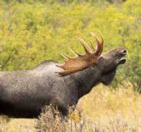 Bull Moose Flehmen Response Fine Art Print by Doug Lindstrand