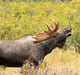 Bull Moose Flehmen Response Fine Art Print by Doug Lindstrand