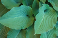 Hosta Leaf Detail Fine Art Print by Anna Miller - Multiple Sizes