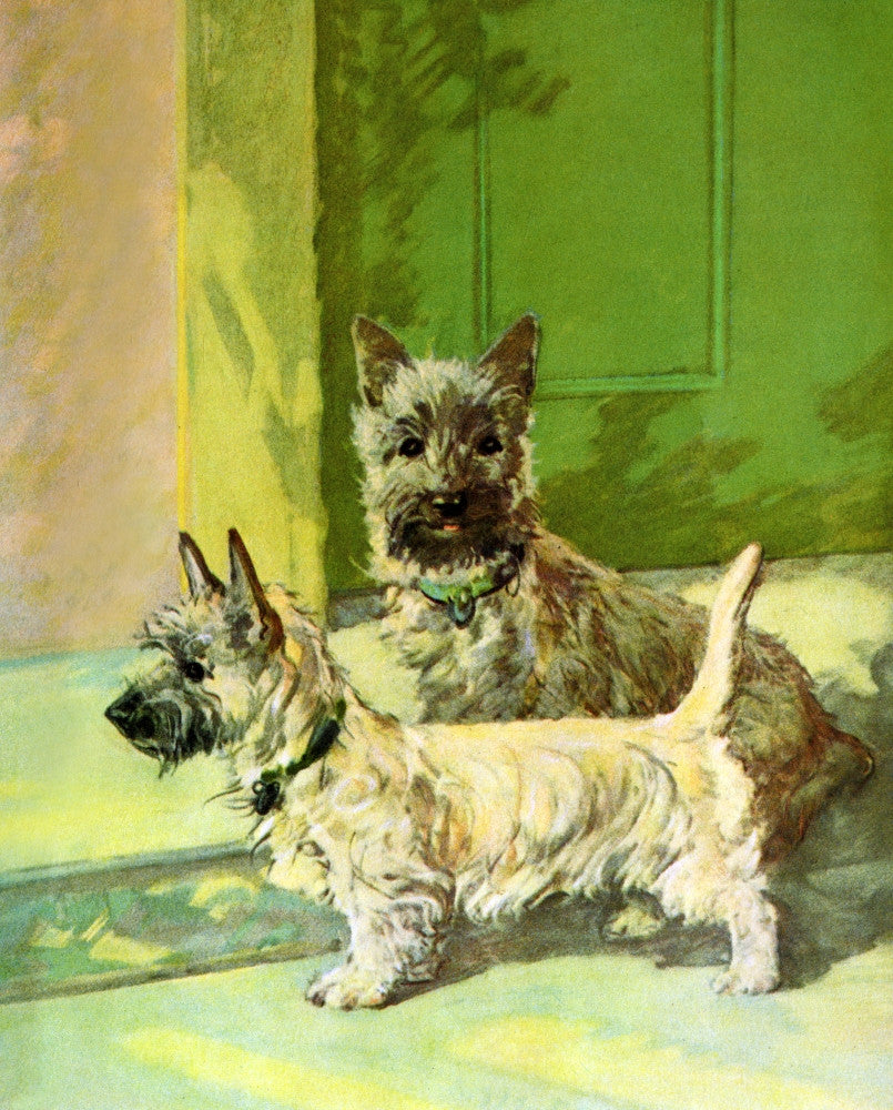 Cairn Terriers Fine Art Print by Diana Thorne - A Dog Book