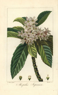 Loquat Tree Fine Art Print - Eriobotrya Japonica by Florilegius