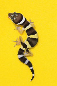 Baby Leopard Gecko Fine Art Print on Yellow Background