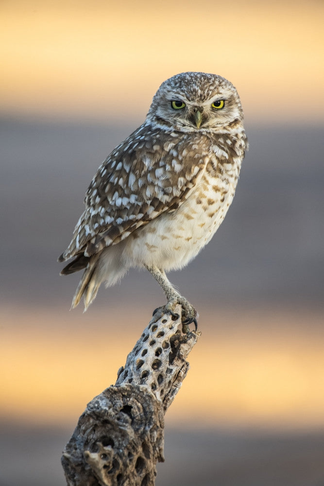 Burrowing Owl Fine Art Print Perched on Cholla Cactus by Kenneth Whitten