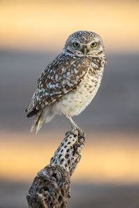 Burrowing Owl Fine Art Print Perched on Cholla Cactus by Kenneth Whitten