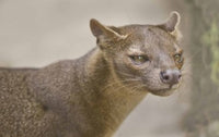 Close-Up of a Fossa (Cryptoprocta ferox) Madagascar Photo Print by Panoramic Images