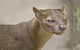 Close-Up of a Fossa (Cryptoprocta ferox) Madagascar Photo Print by Panoramic Images